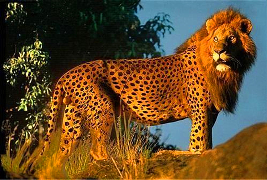 骡子为什么不能生育下一代的传说,为什么骡子无法生育后代