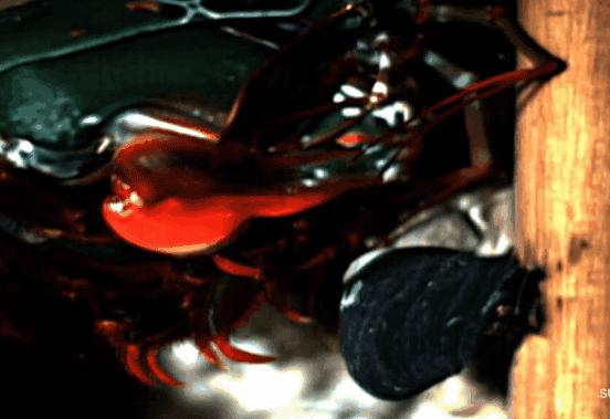 螳螂虾击碎乌龟壳,螳螂虾攻击螳螂虾