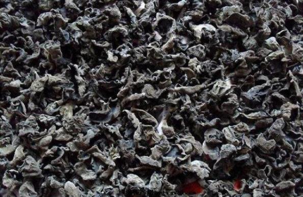 东北黑木耳大棚种植技术与管理,种植黑木耳大棚和地里哪个产量高