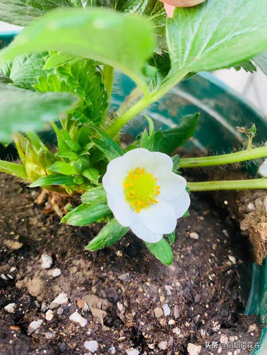 盆栽草莓怎么打红蜘蛛,盆栽草莓长了红蜘蛛怎么治