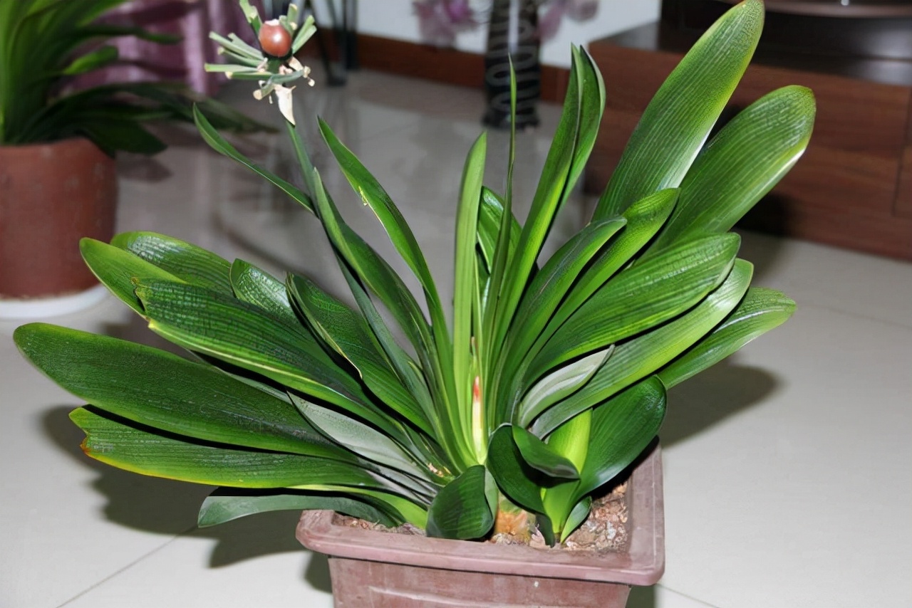 君子兰怎么才能养好根,怎样把君子兰根养好