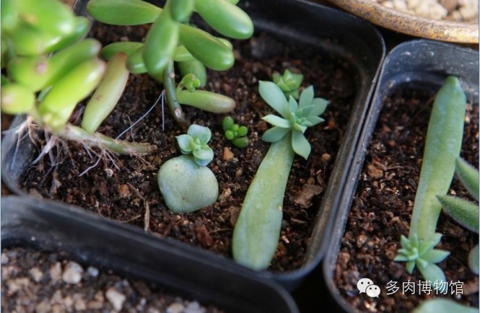 天使之泪多肉老桩,天使之泪多肉状态图