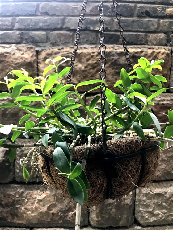 石斛生态园图片大全,重庆大足石斛基地