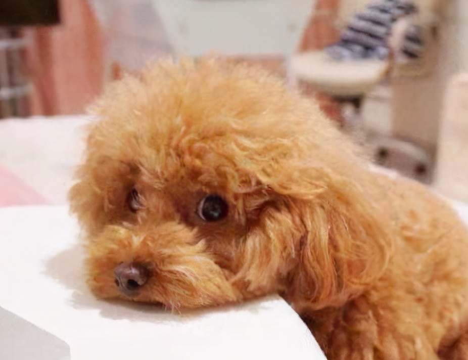 泰迪犬咬主人咋办,泰迪犬老是咬自己怎么回事