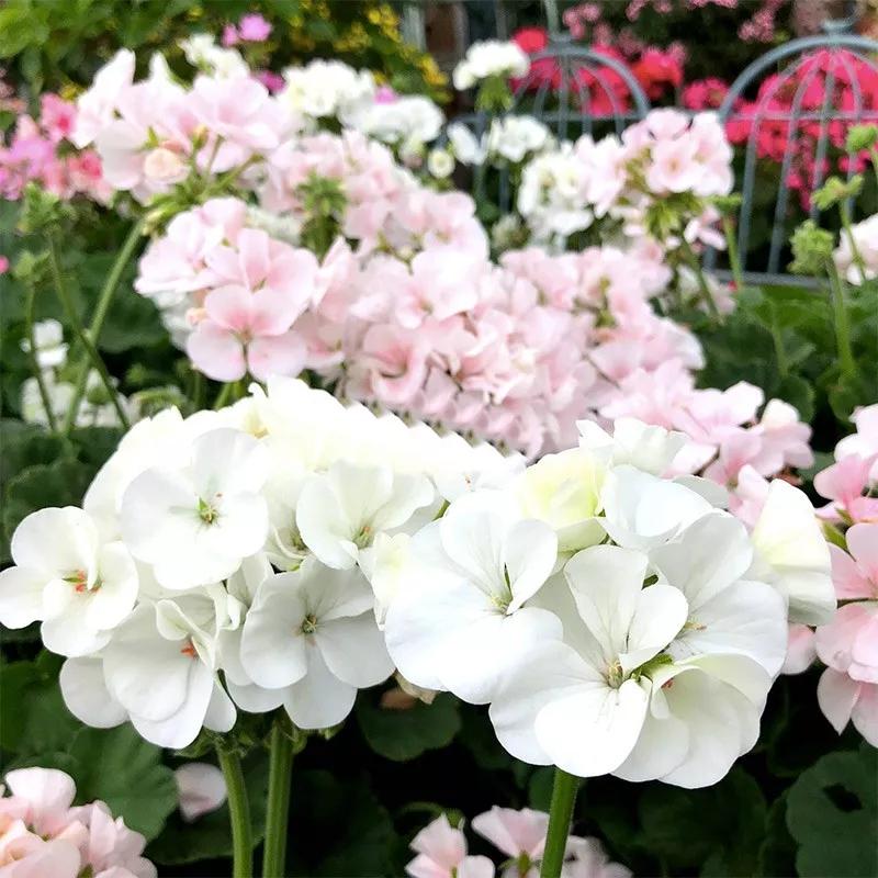 10种天竺葵,天竺葵100种图片大全