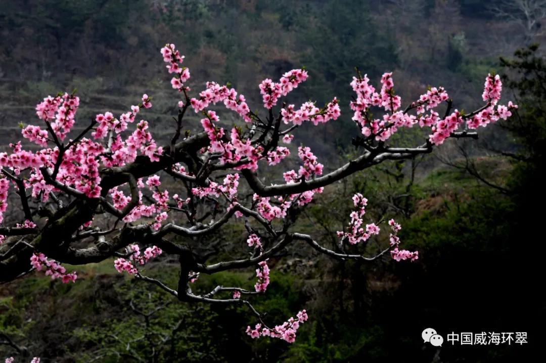 走进春天的环翠公园,环翠景色
