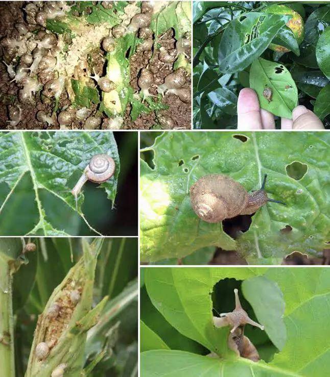 苹果园蜗牛防治有妙招,果树蜗牛病害防治