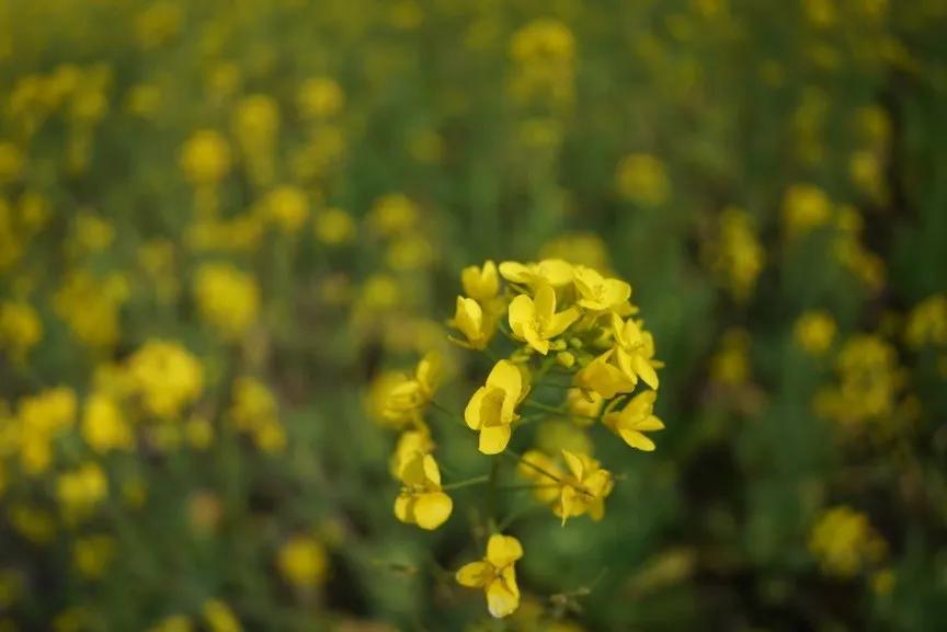 微距镜头选择最大的差异,微距镜头为什么一般是长焦