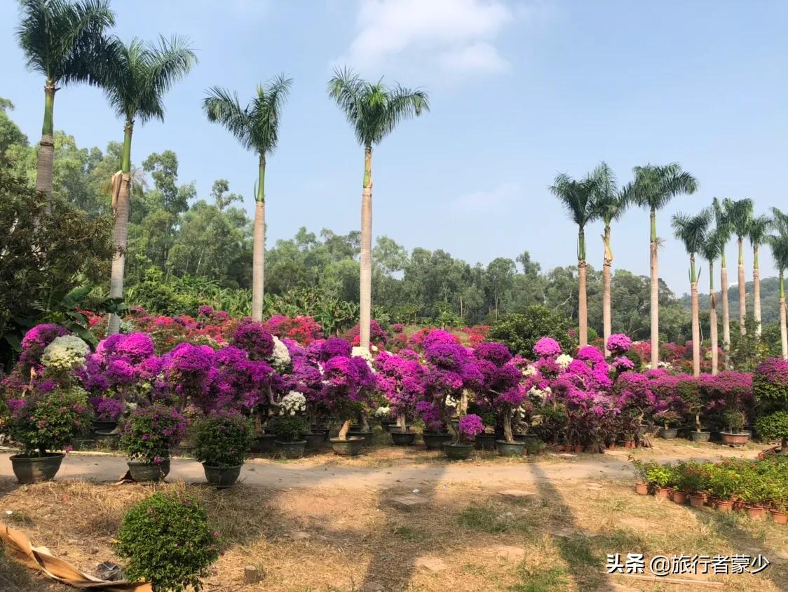 莲花山情侣约会5大圣地,深圳莲花山约会