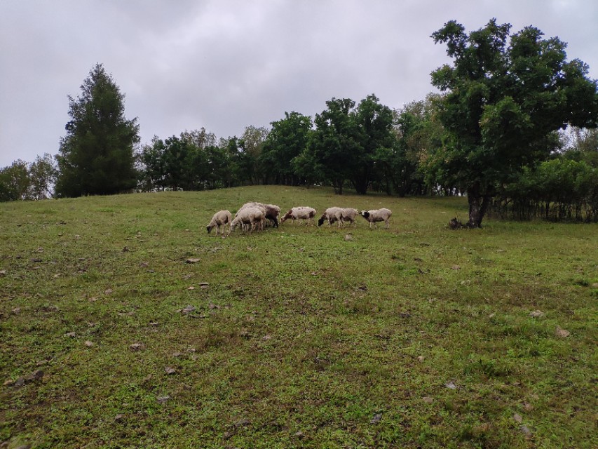 又到遛茬季节,羊吃玉米或者黄豆胀肚、中毒怎么办?兽医告诉你