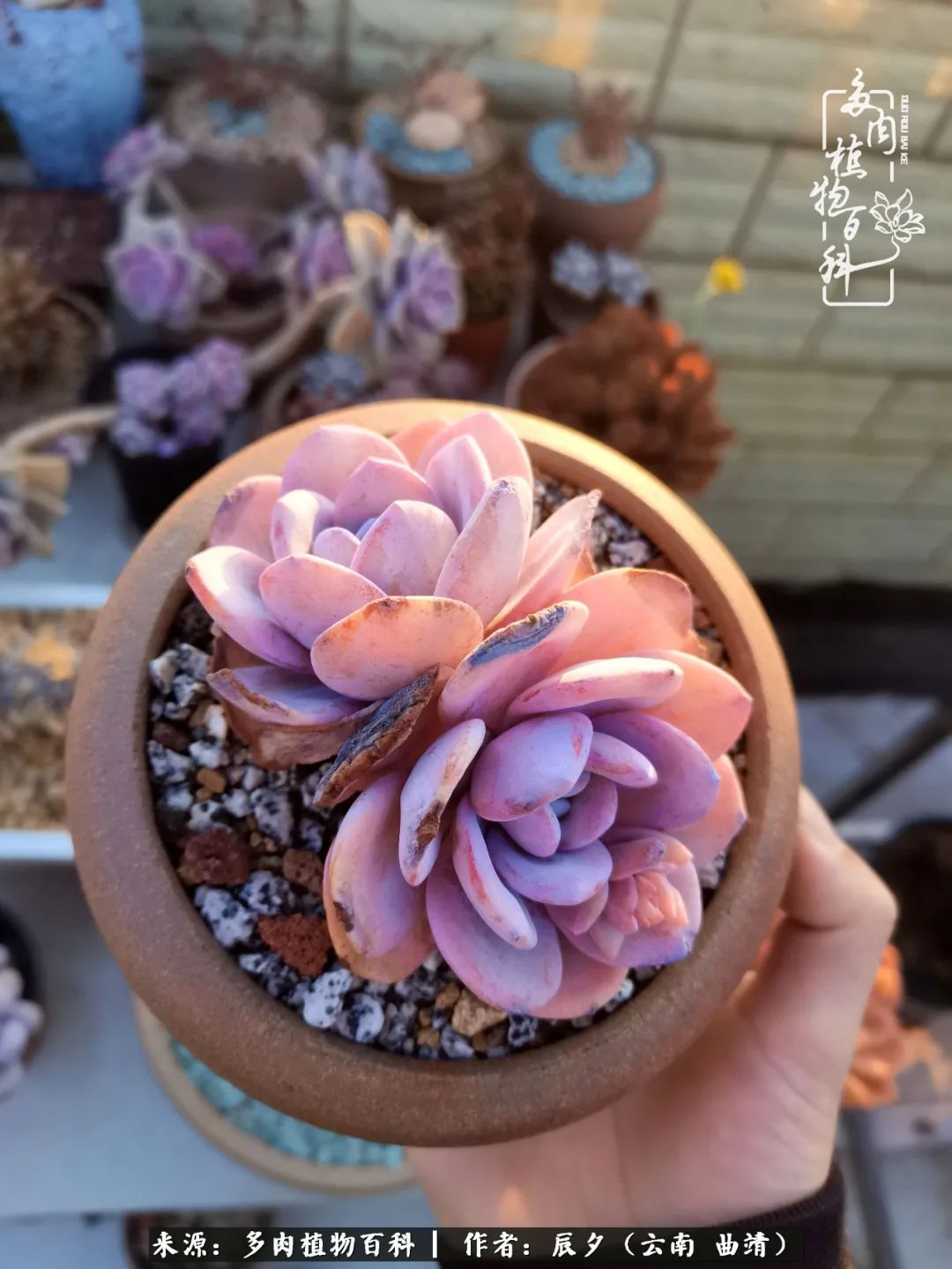 缂辩换鏃栨棊钁宠暏鐢熼,缂辩换鏃栨棊钁宠暏鐢熼鍑哄