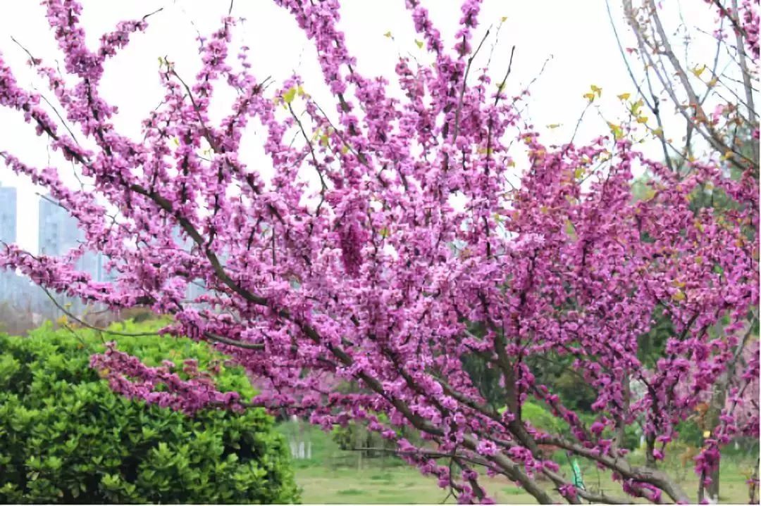 看到花的时候,不知是什么花?那就收下这份百花图谱