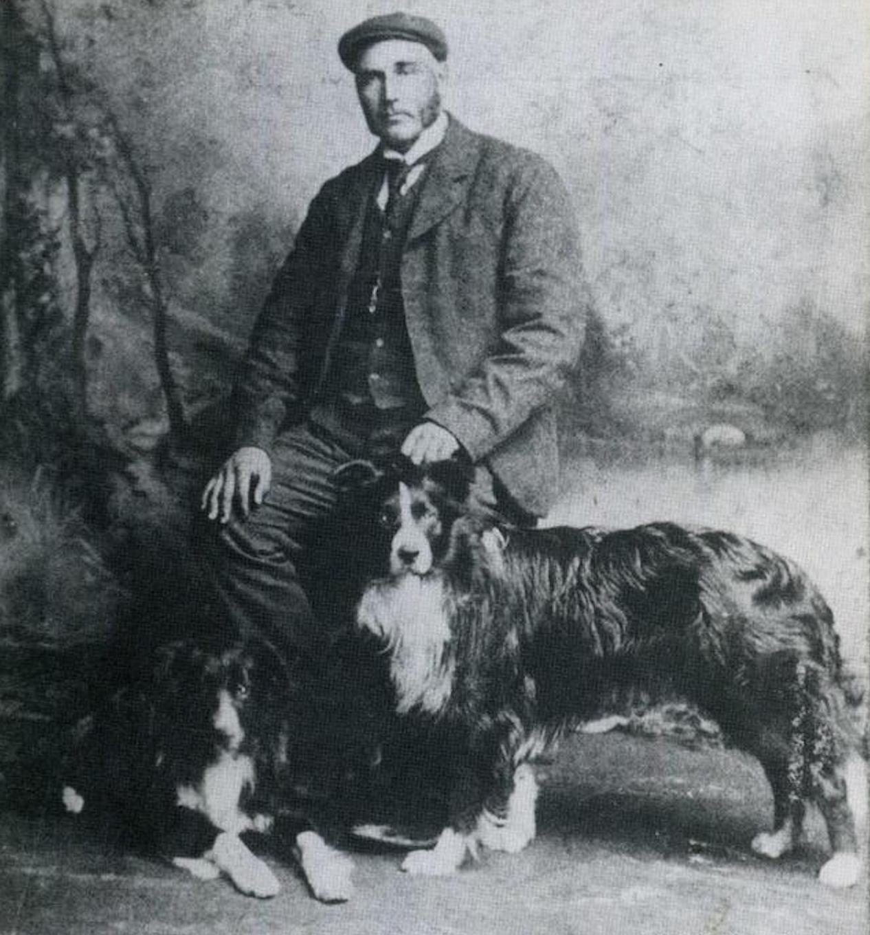 边境牧羊犬bordercollie,纯种血统边境牧羊犬的特点