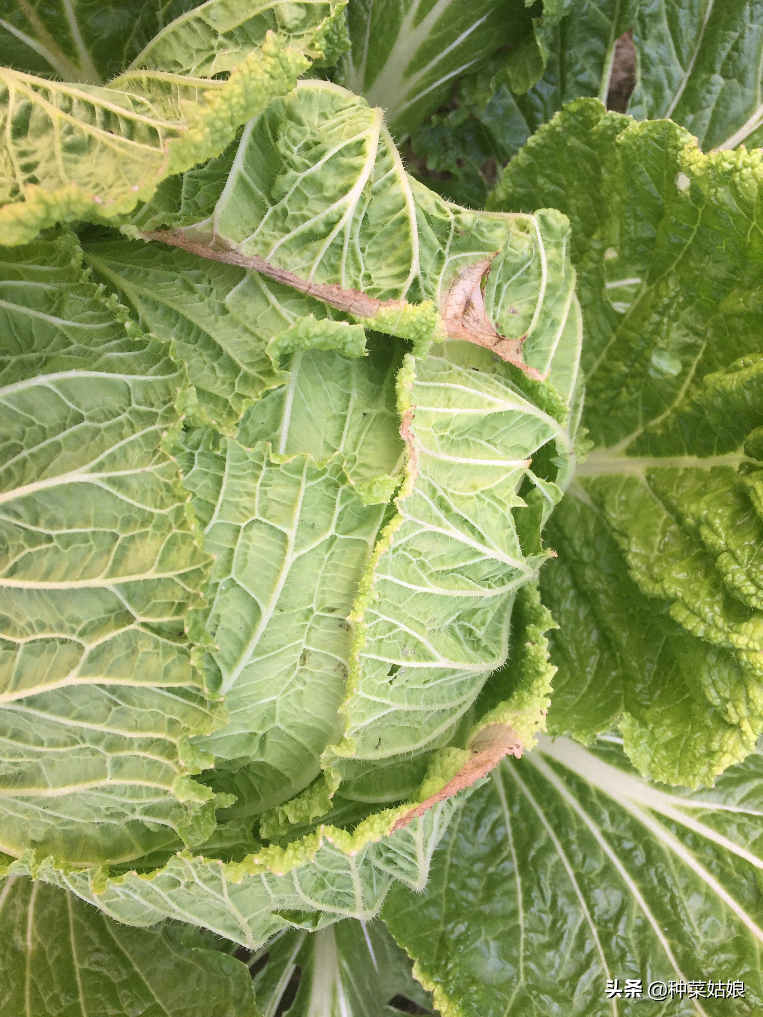 白菜干烧心的最好防治方法,白菜烧心是怎么回事还能吃吗