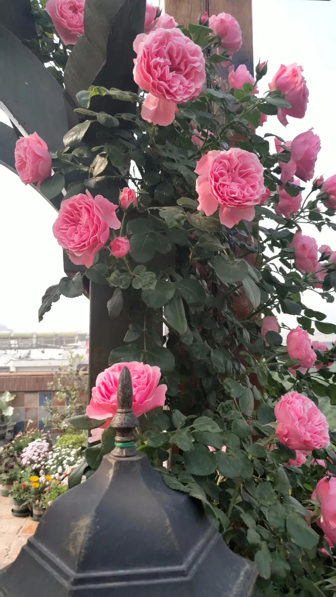 一棵粉达，撑起一座花园的一个春天