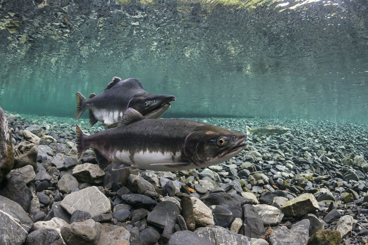 四大家鱼为什么没有卵,四大家鱼大量死亡是什么原因