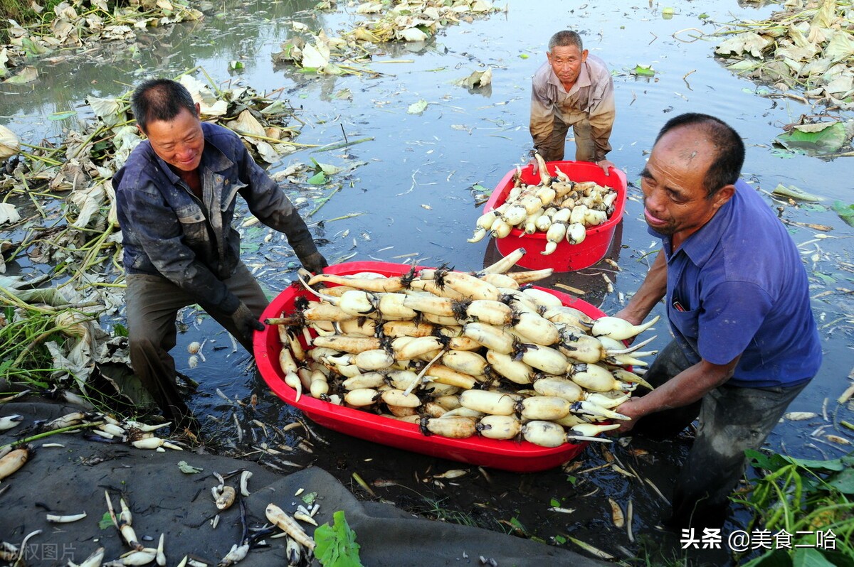 秋天吃藕好时节,秋天吃莲藕的正确方法