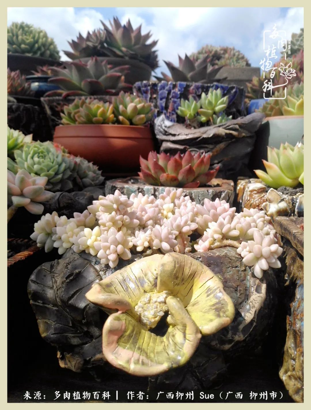 艳阳高照凉爽贵州,我要勤快地捕捉美好!(二)