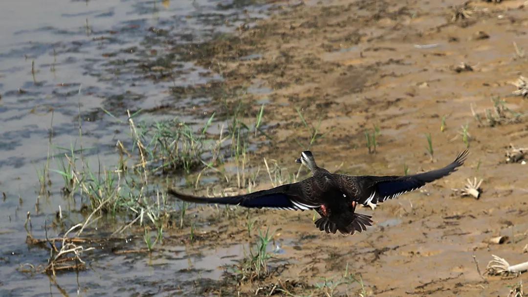 涂上黄色的“润唇膏”，TA就是野鸭中最靓的仔