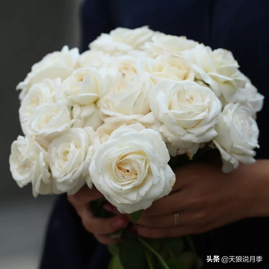 四月最浪漫的蔷薇花,最浪漫的四月花