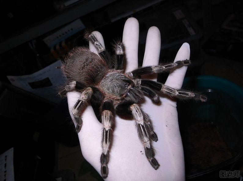 在野外奇形怪状的蜘蛛,各种宠物蜘蛛图片