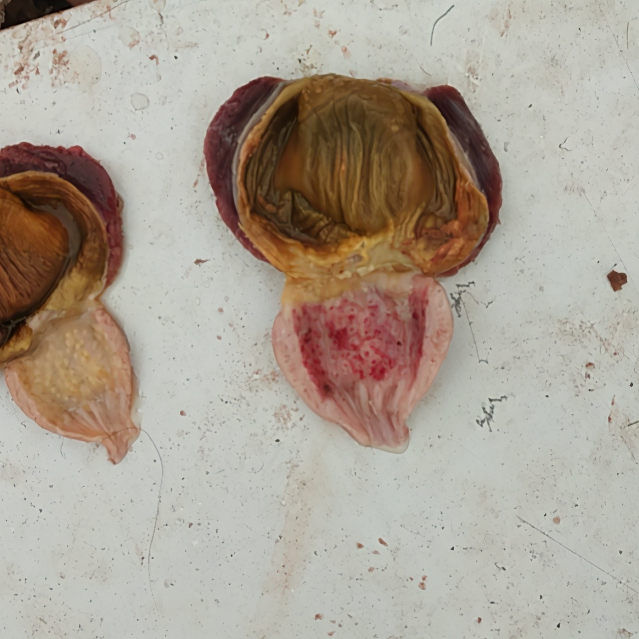 养鸡遇到鸡病怎么治,养鸡与鸡病症状与用药