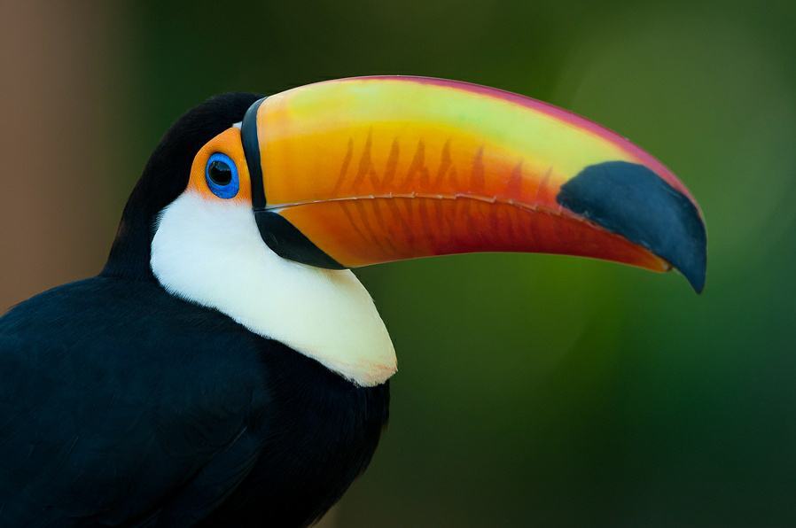 儿童玩的遛娃好去处,有动物的溜娃好去处