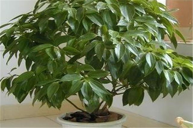 平安树叶的养护方法,平安树的养护方法和注意事项