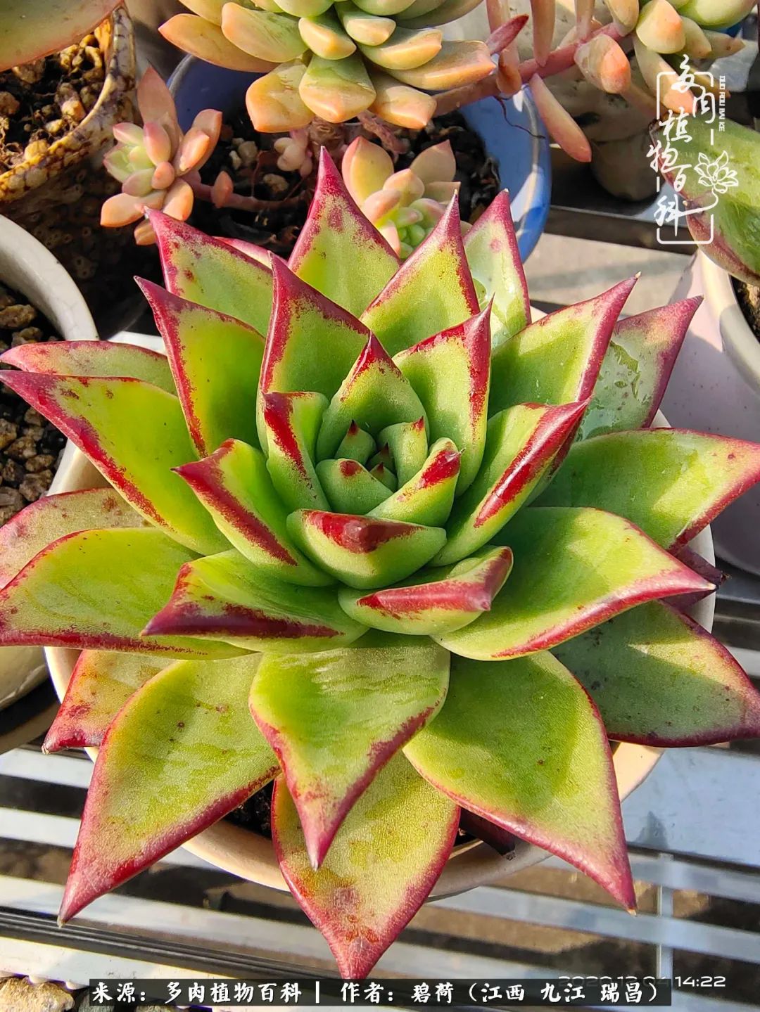 养了五年的多肉看到岁月的痕迹,经过一年春夏秋冬的轮回