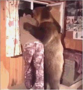 超大超软的可爱熊,可以当做宠物的熊是什么熊