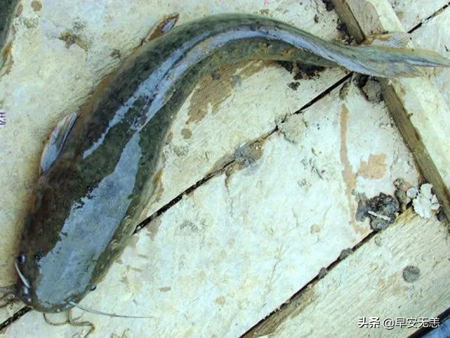 塘鲺鱼的克星,鱼塘塘鲺鱼钓饵