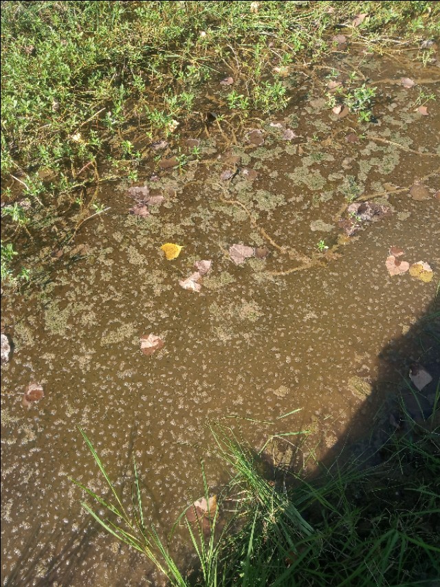 小龙虾打洞越多越好吗,小龙虾是不是一年四季都打洞