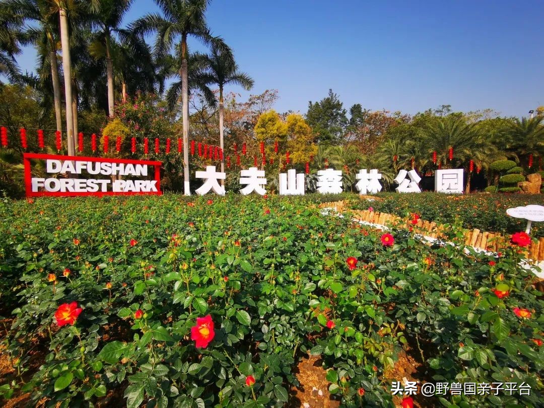 广州遛娃出游,广州遛娃3-4天攻略