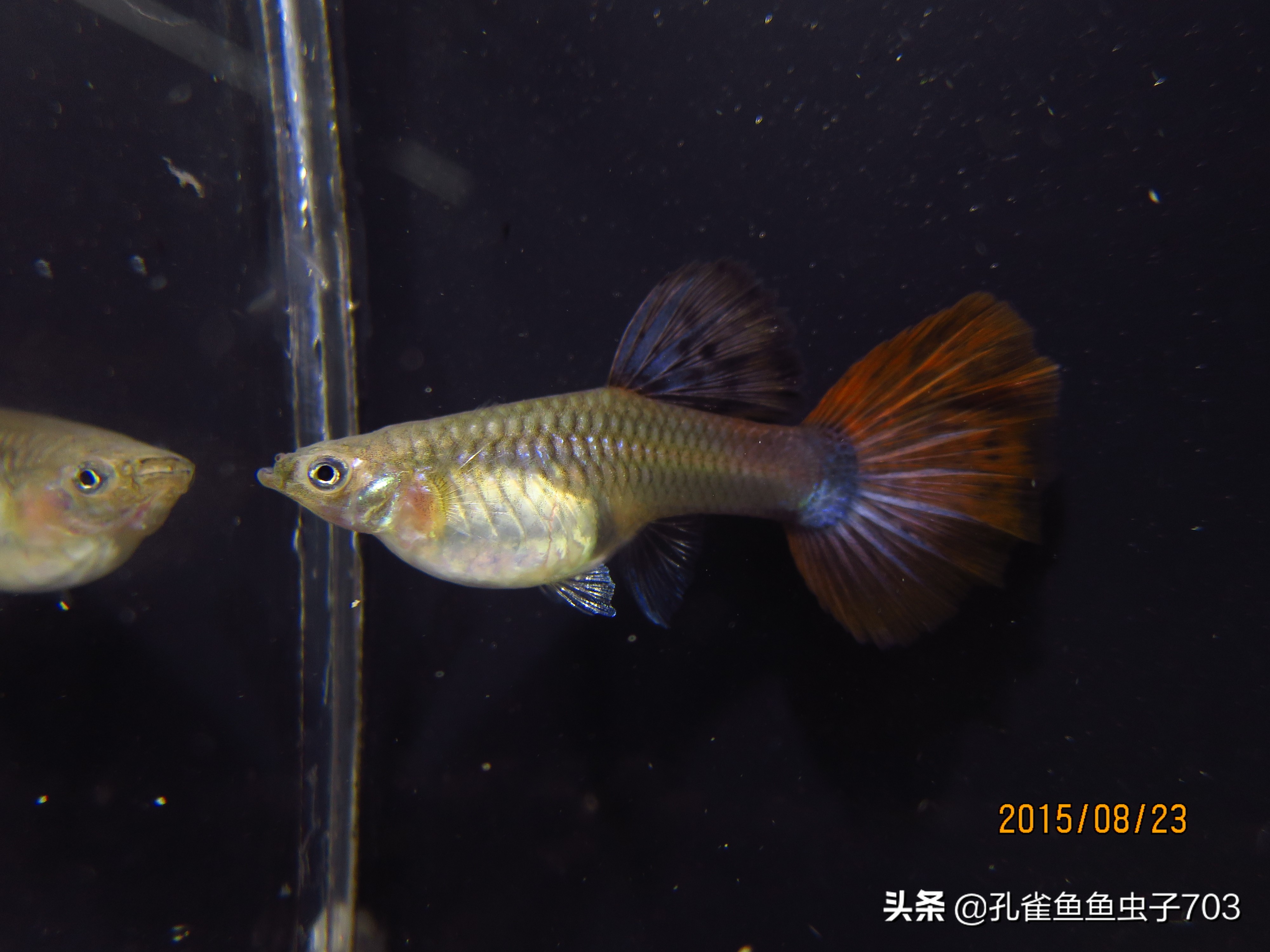 孔雀鱼雄化能繁殖吗,孔雀鱼公鱼雄化怎么办