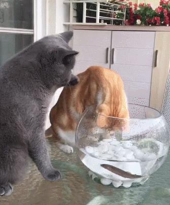 为什么猫咪会攻击人怎么解决,猫咪为啥会猛烈攻击孩子