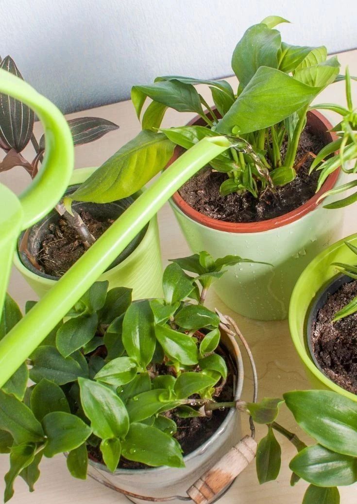 室内增加空气湿度的最佳植物,增加室内湿度最有效的方法