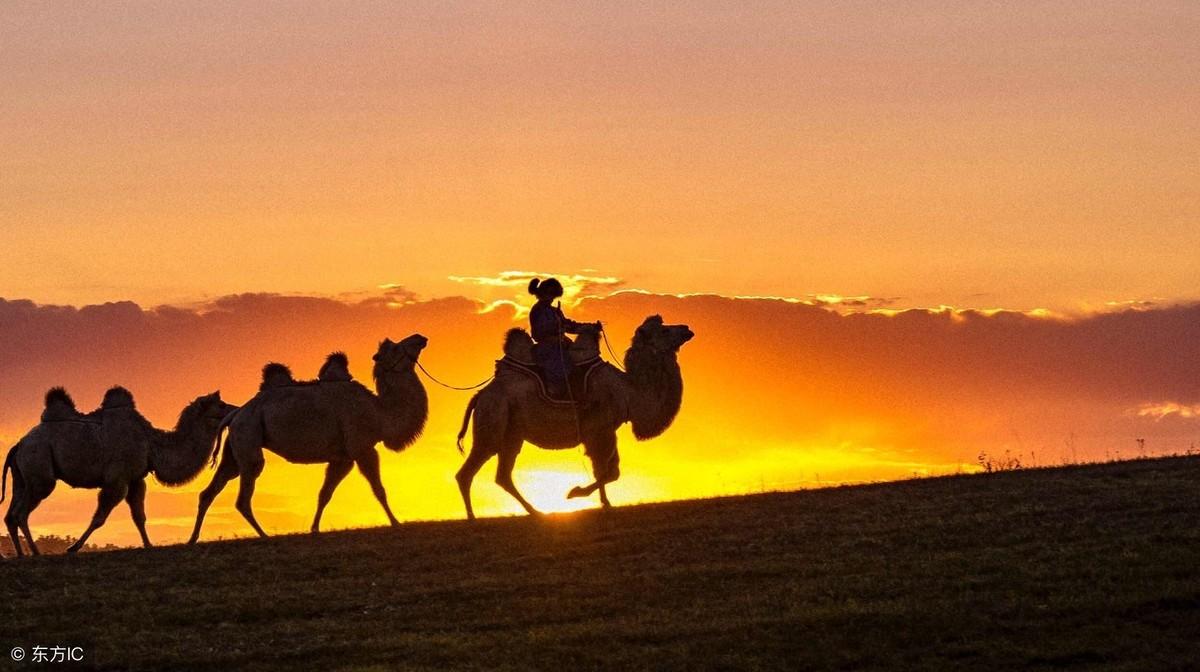 土摇+西北风+二人转，抖音爆红的沙漠骆驼，炒作花40万爆赚1000万