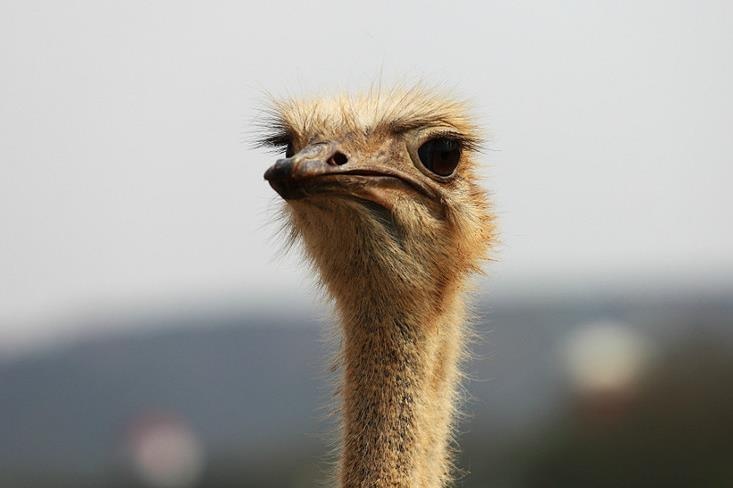 日式温泉滑雪场,大连温泉滑雪场一体度假村