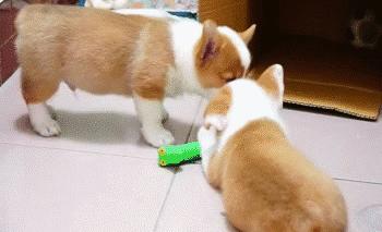 灏忕煭鑵挎煰鍩烘悶绗戣棰戝ぇ鍚堥泦,鍙埍鐨勫皬鐭吙鏌熀鐙楃嫍