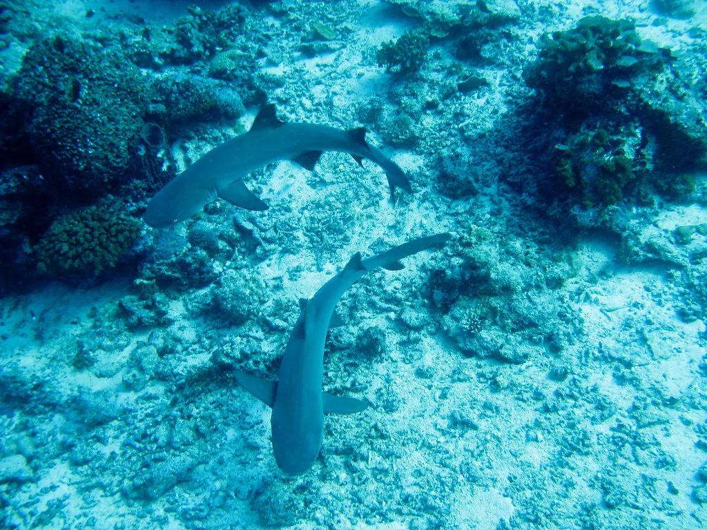 吃19块钱的海鲜自助,深圳133块钱海鲜吃到爽