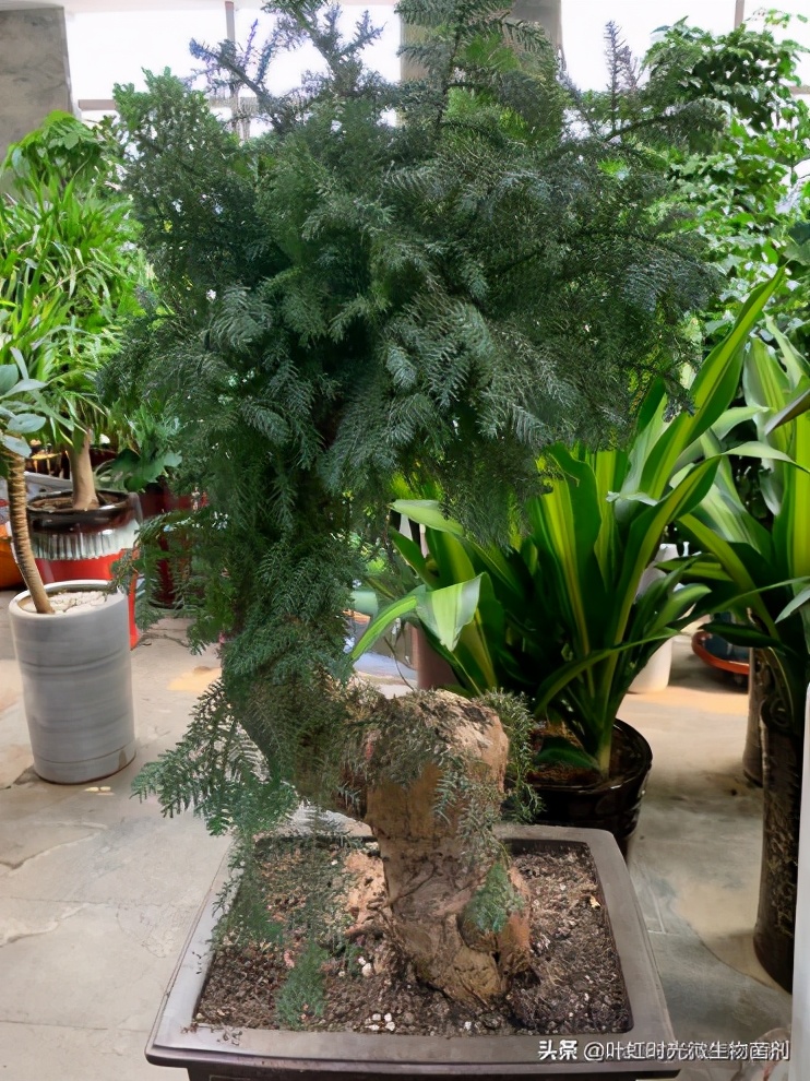 盆栽苗能长成大树吗,盆栽可以摆的造型