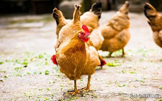 鸡肿脚趾,鸡脚底肿大流脓怎么治疗