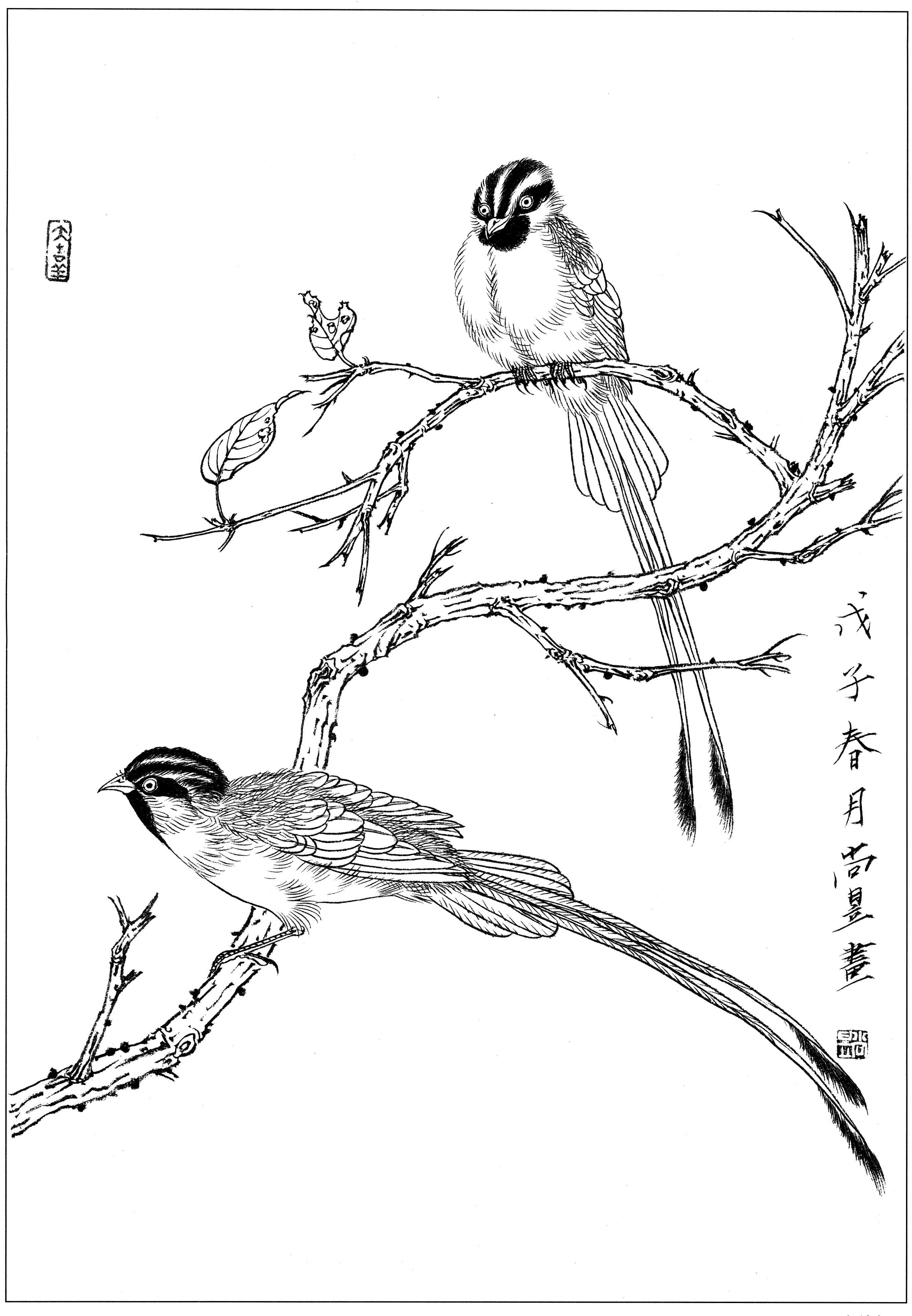 花鸟工笔四条屏白描高清大图,牡丹六尺横幅白描工笔花鸟底稿