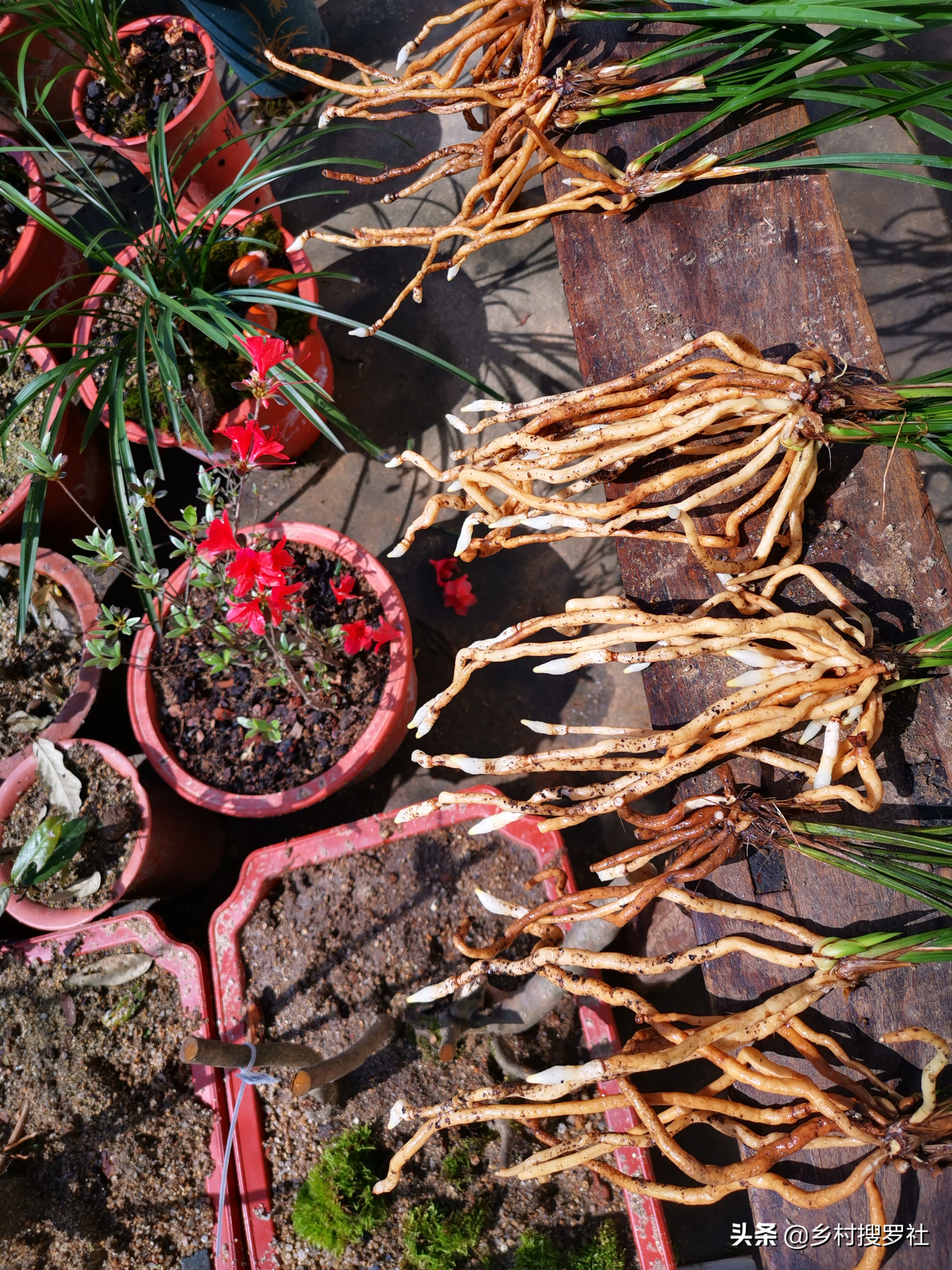 夏天兰花浇水得茎腐病,多菌灵治水仙烂根吗