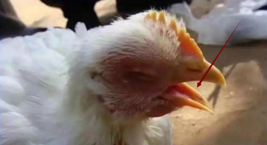 鸡群呼吸道感染，伸脖张口呼吸。气囊炎，支气管堵塞最佳治疗方案