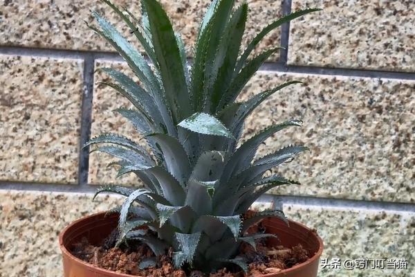 菠萝吃剩的菠萝头应该怎么处理,菠萝头扔掉太可惜留在家