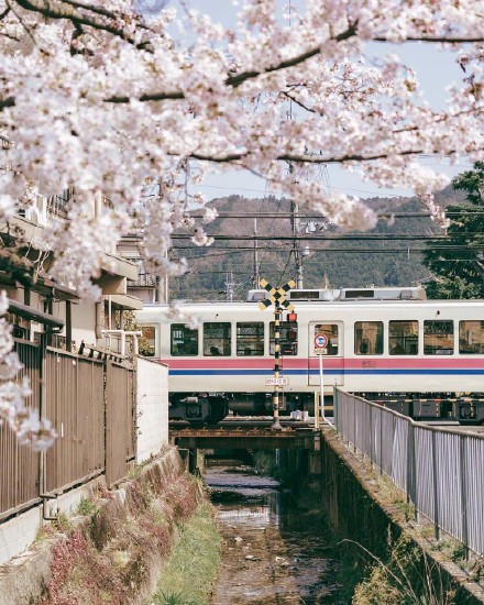 日本赏樱之旅是真的吗,日本最新赏樱攻略