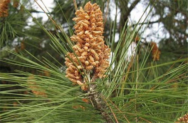 马尾松丰产栽培实用技术视频,马尾松树苗的栽培