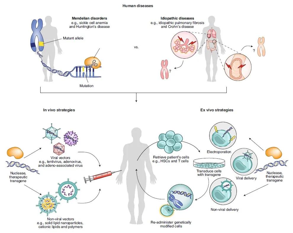 脑细胞移植治疗自闭症,脑科学治自闭症有突破吗