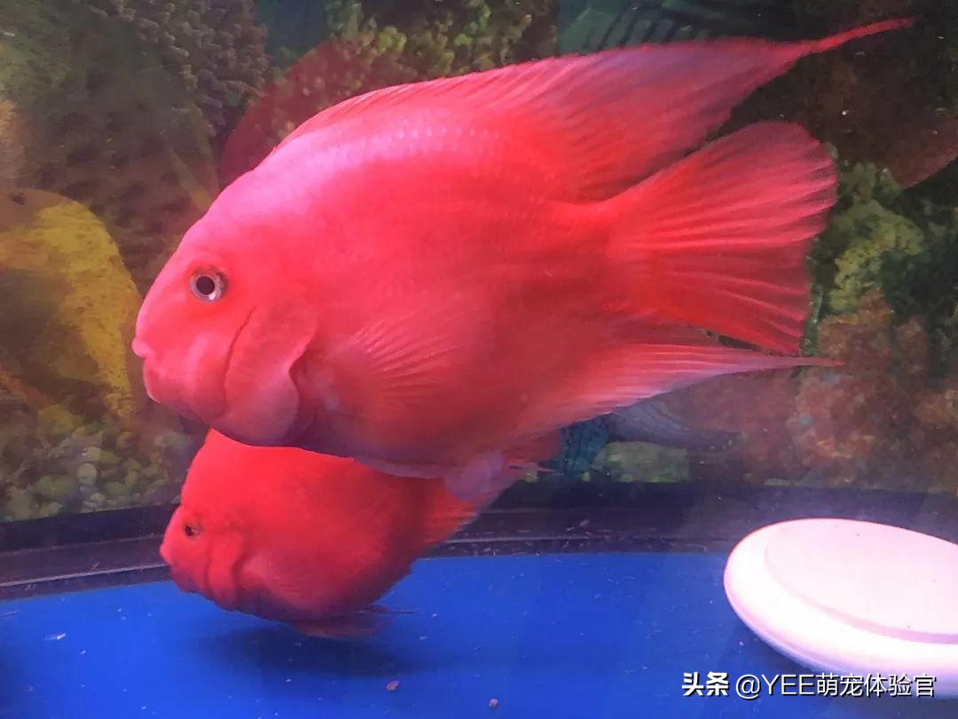 观赏鱼咬伤手是什么原因,观赏鱼咬主人怎么回事